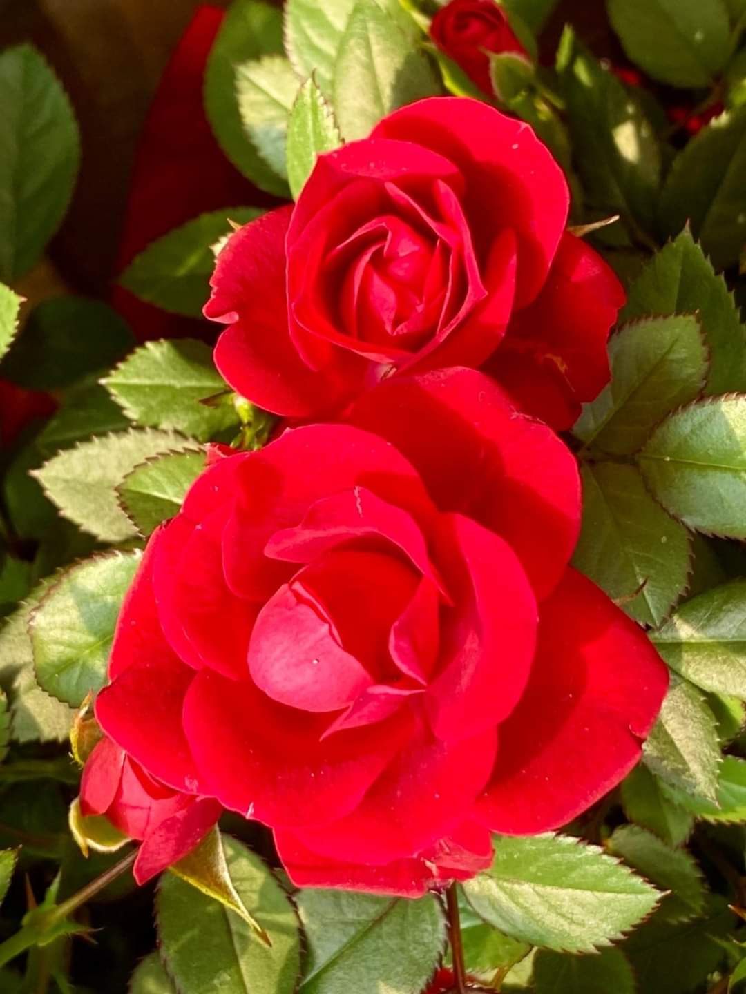 ANH LÀ NIỀM KHẮC KHOẢI CỦA RIÊNG EM