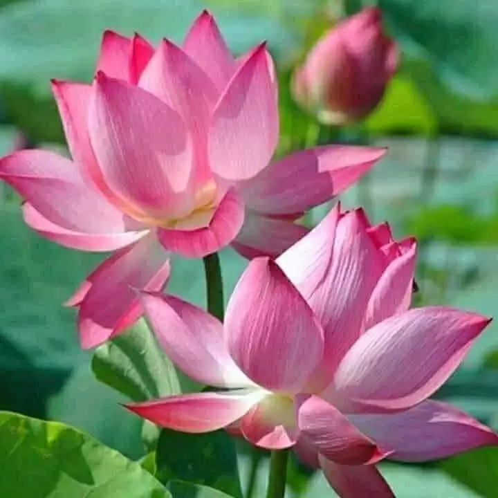 BÌNH LẶNG SAU CHIA LY