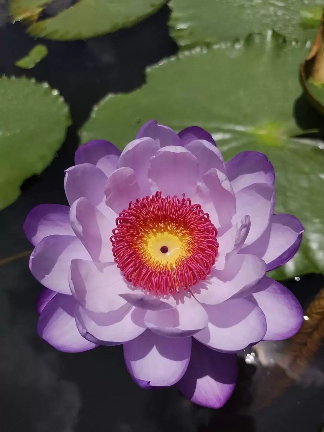 CÓ MỘT KIỂU NGƯỜI
