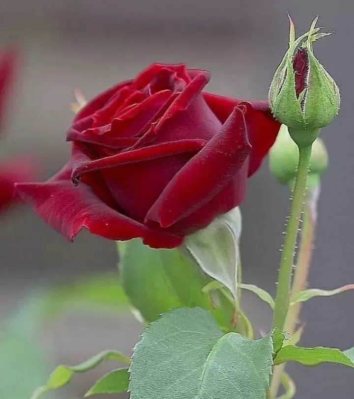 EM QUEN RỒI