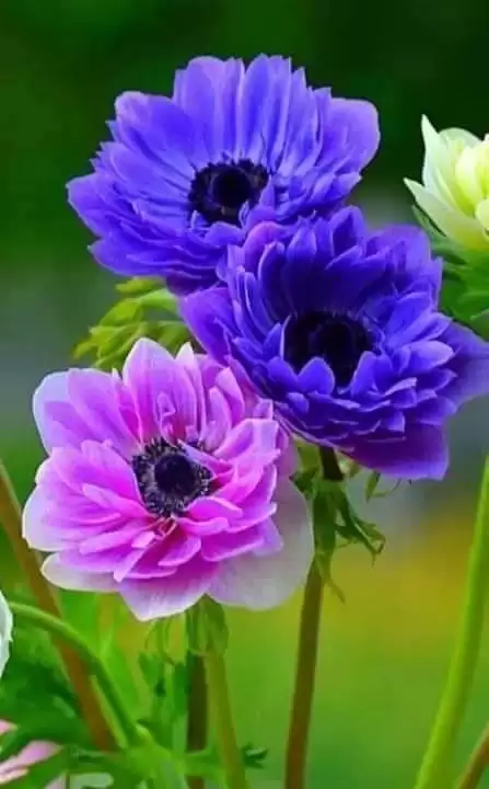 GIỌT LỆ SẦU