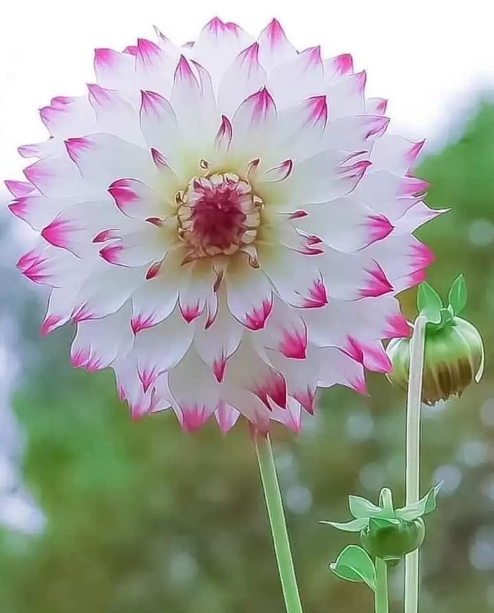 NHẠT NẮNG…!