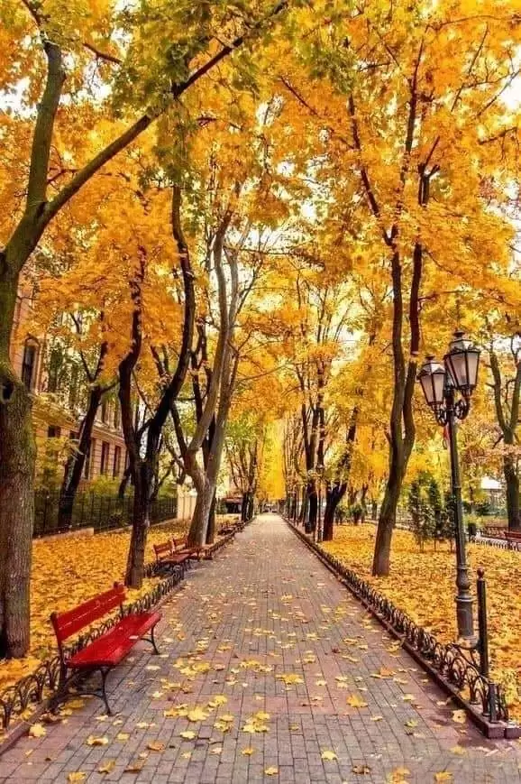 THU TRỞ VỀ…