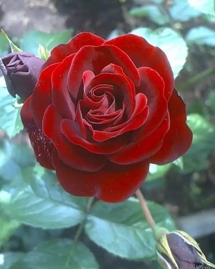 THƯƠNG…