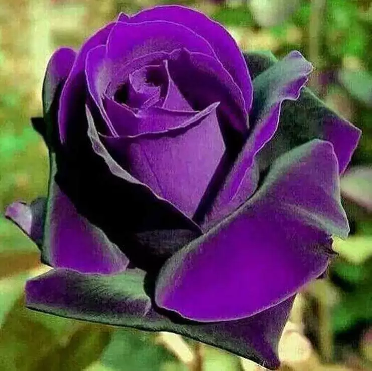 TÌNH CŨ NGƯỜI XƯA