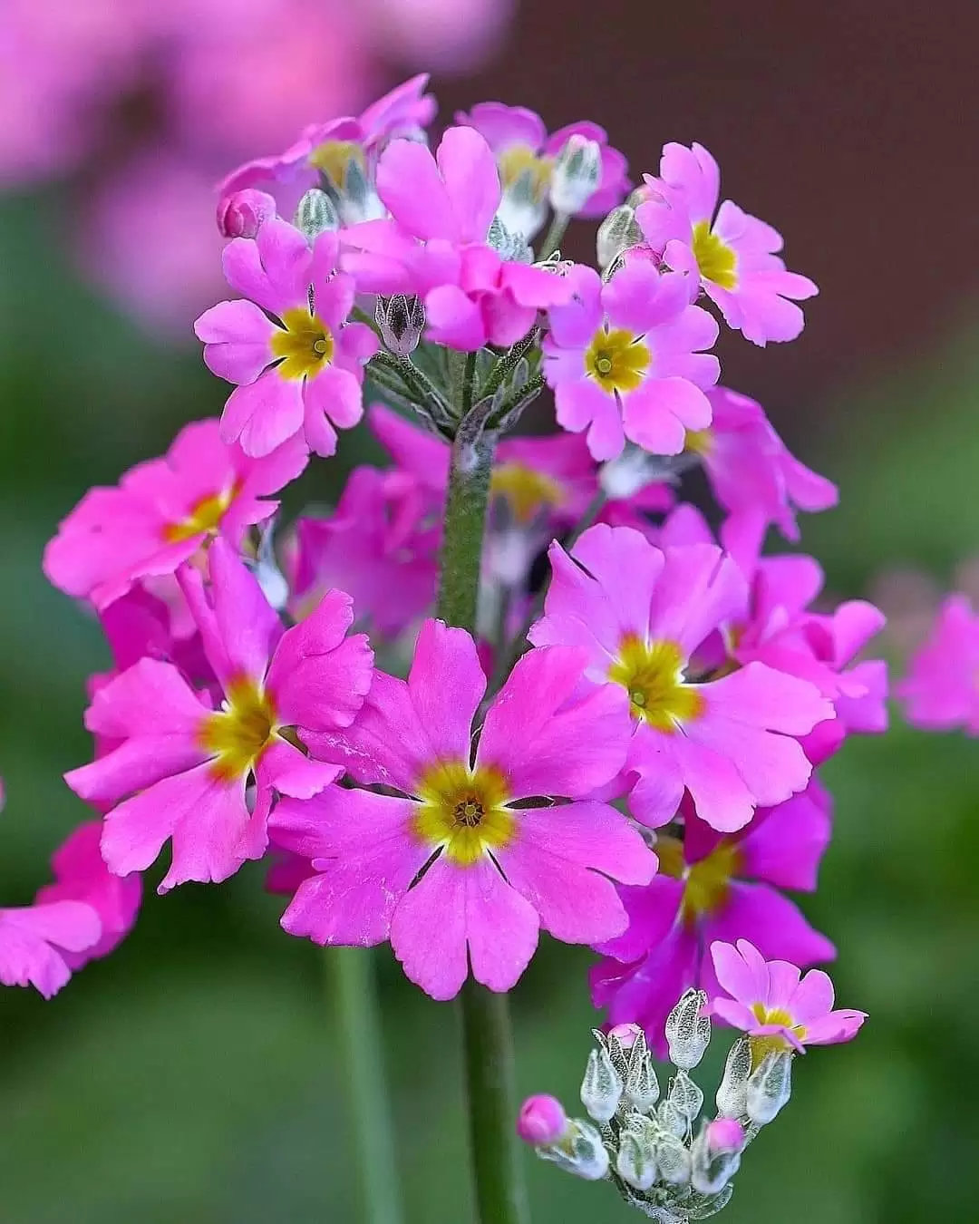 TRẦM TƯ