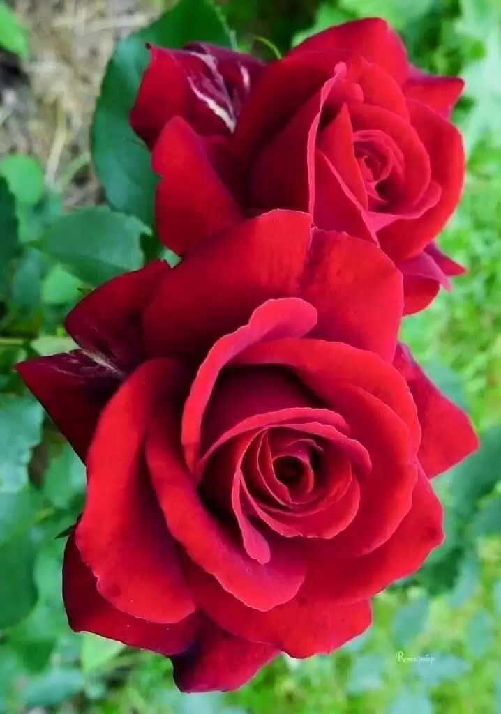 YÊU ANH ! NGƯỜI THƯƠNG CỦA EM